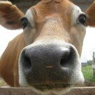 Bloom'n Cow