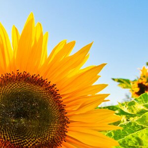 sunflowers